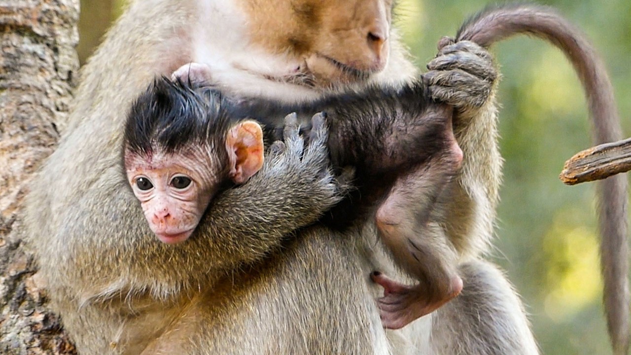 Silent wild scenes | Monkey Amaya checks on baby Avery IF any dirt on his soft fur