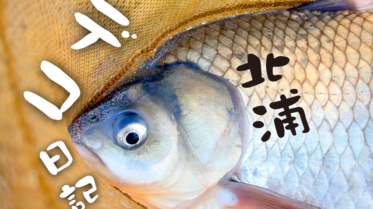 北浦デコ日記：オデコ連発からヘラブナを釣るまでの記録【霞ヶ浦水系ヘラブナ野釣り 2月・3月】