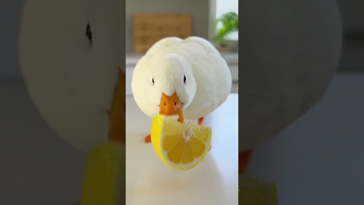 🦆Duck Tries Lemon For The First Time.Then Does It AGAIN🍋😂 | 15s