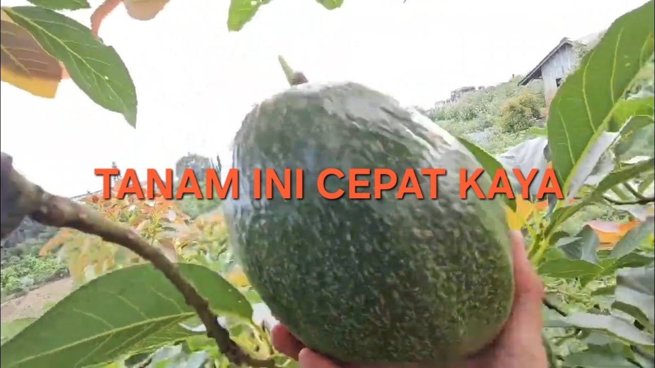 PANEN ALPUKAT MARKUS/KENDIL#kebun alpukat#kebunwisata#jenisalpukat