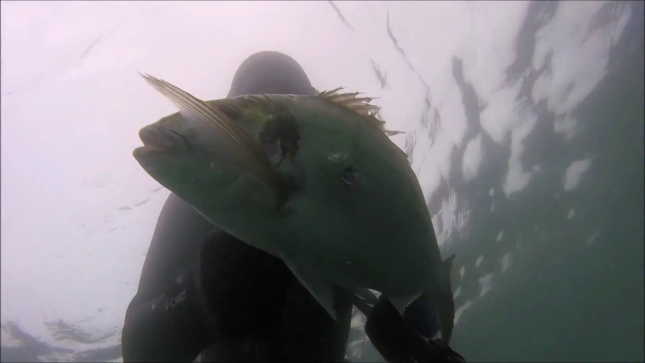 PESCA SUBMARINA CORVINA 37 KG / DOURADAS / ROBALOS / PORTUGAL 2016