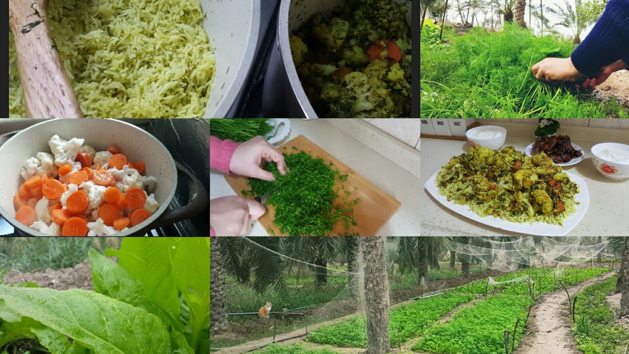 .جوله في البستان.. شنو زارعين لفصل الشتاء.. 🌿🌴⛅مطبك القرنابيط والجزر. بلشبت. 😀