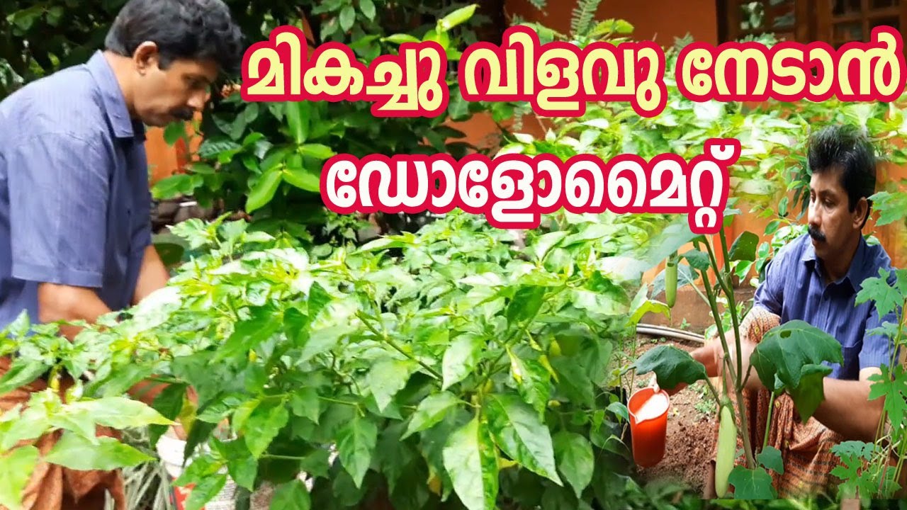 Dolomite പച്ചക്കറി കൃഷി വിജയിക്കാൻ ഡോളോമേറ്റ് Kitchen Garden Kerala Home Krishi Lokam