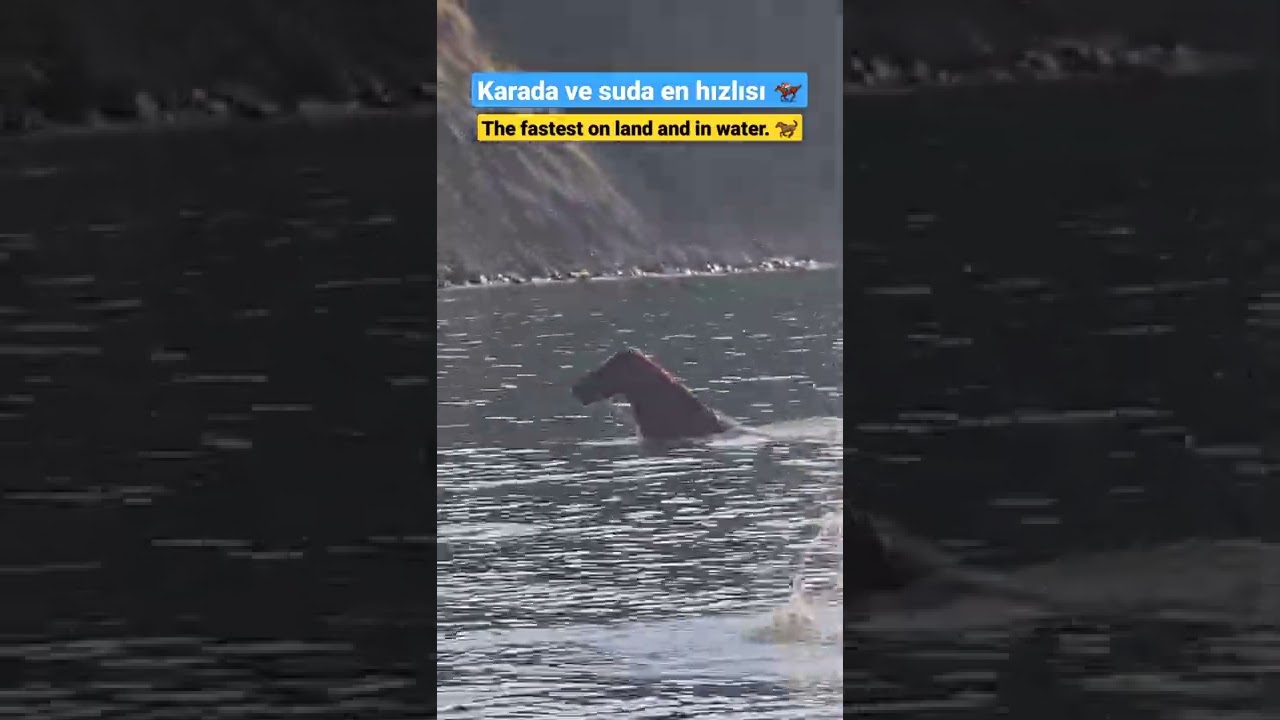 Denizde Y&uuml;zen at g&ouml;rd&uuml;n&uuml;z m&uuml;?