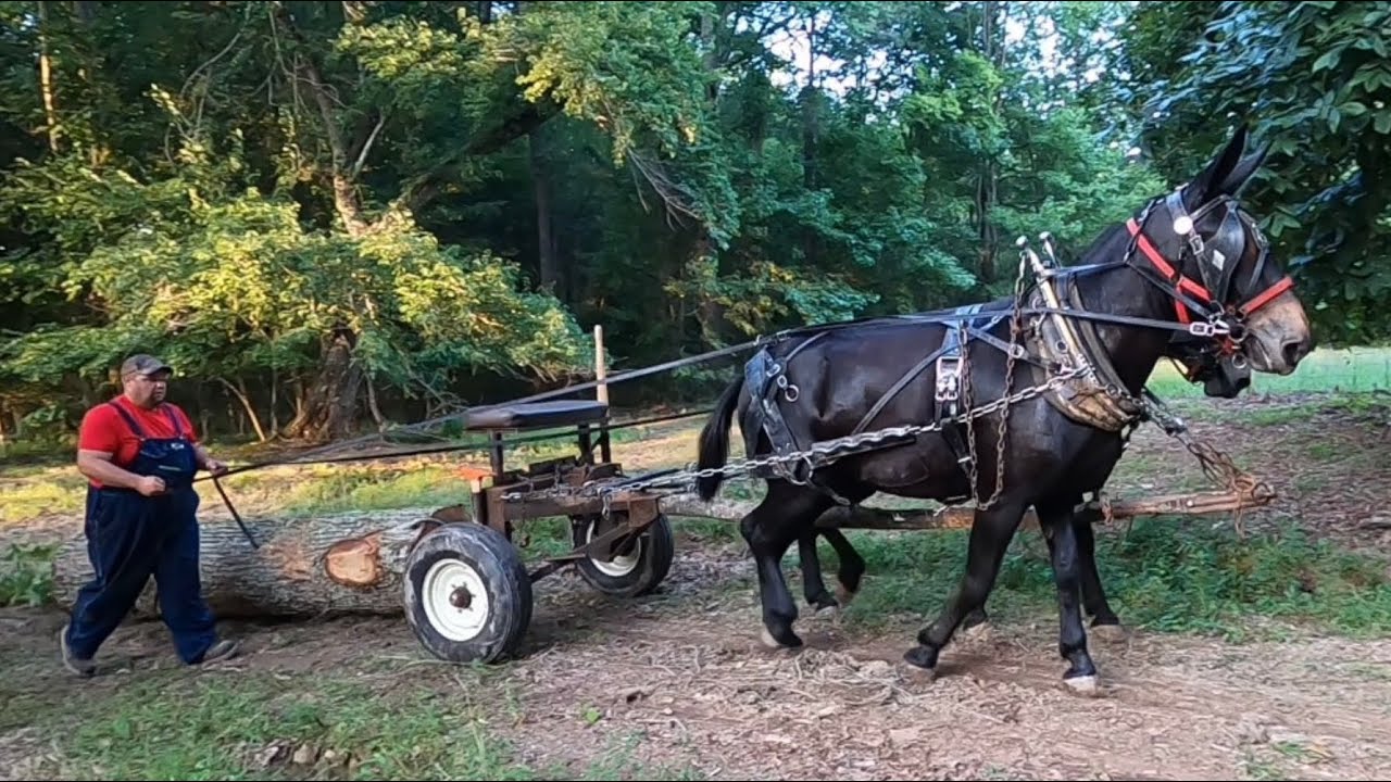 Tennessee Mule Logging: Banning Tract-1 #057