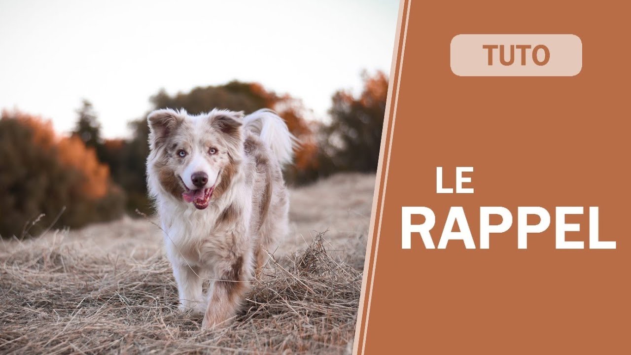APPRENDRE LE RAPPEL A SON CHIEN / CHIOT - Tuto