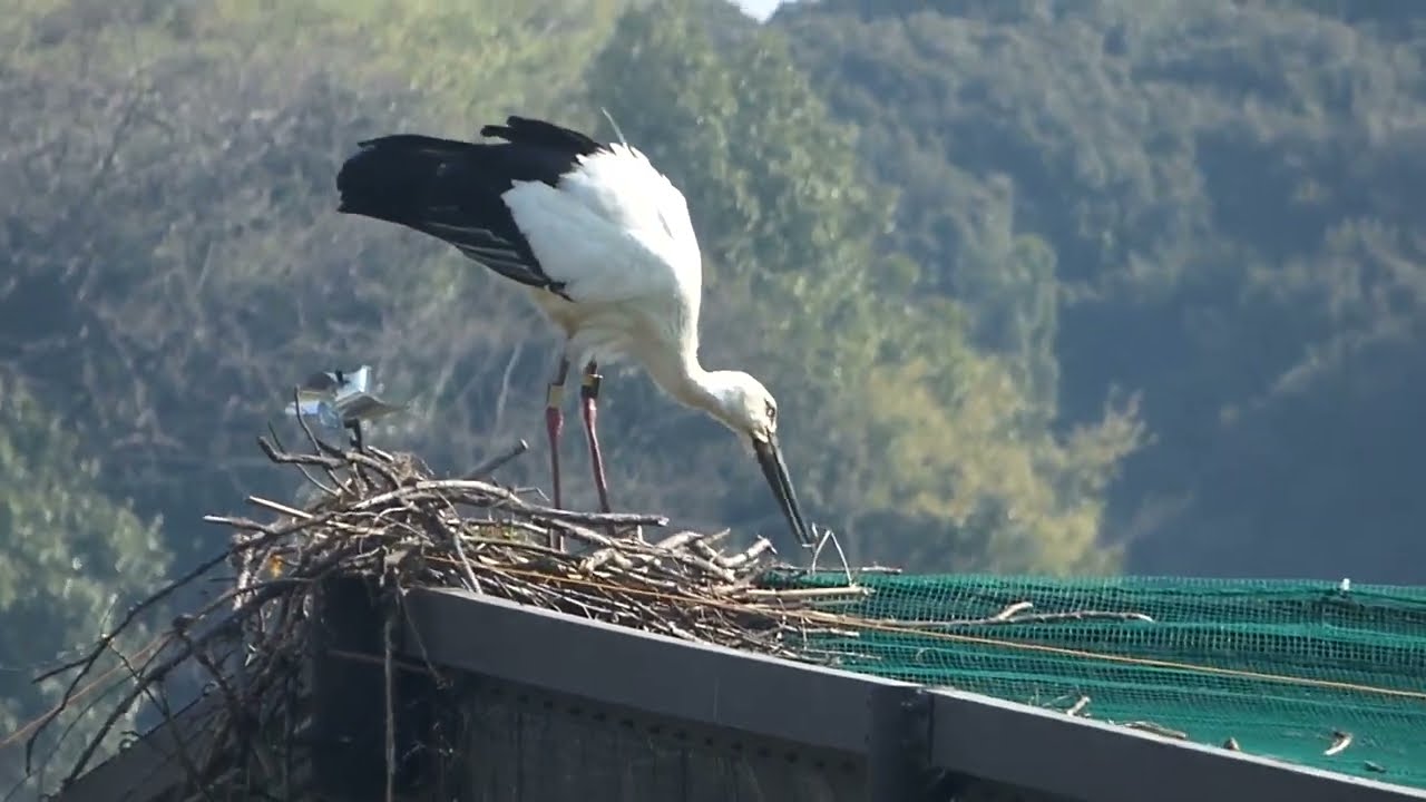 【野田市こうのとりの里】★2023.4.1★放鳥コウノトリ（ヤマト♂＆リン♀）ヤマト巣材運び