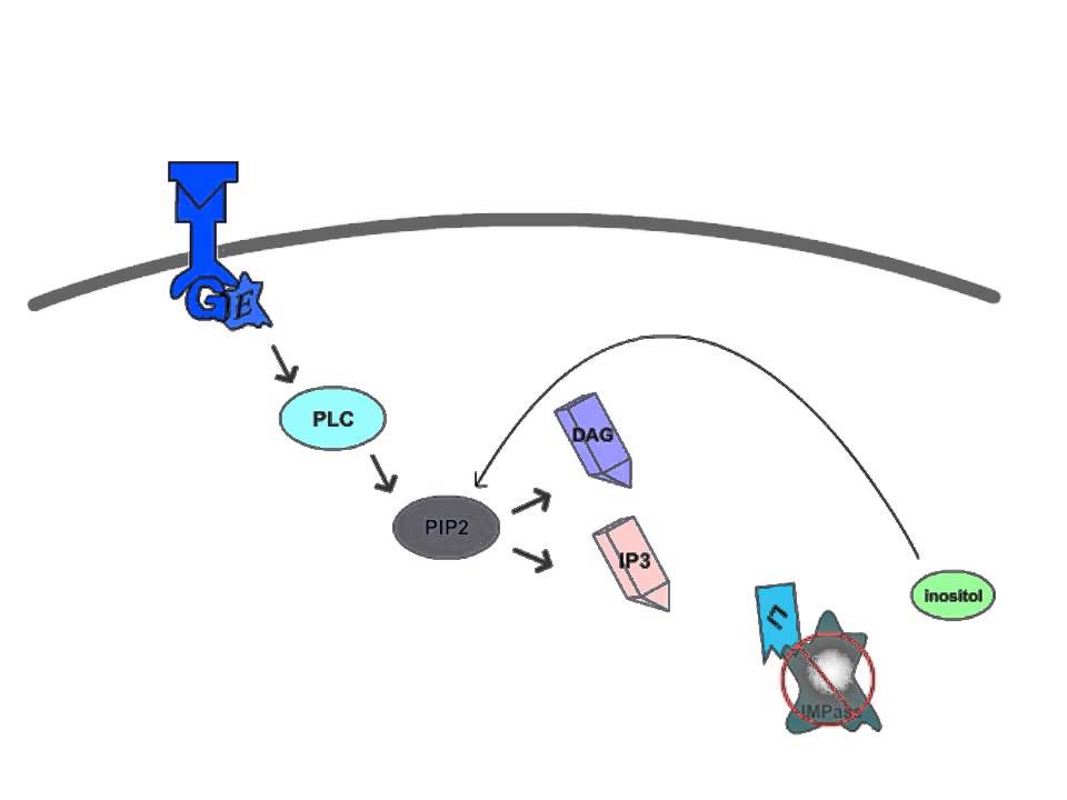 Lithium's Hypothetical Mechanism of Action