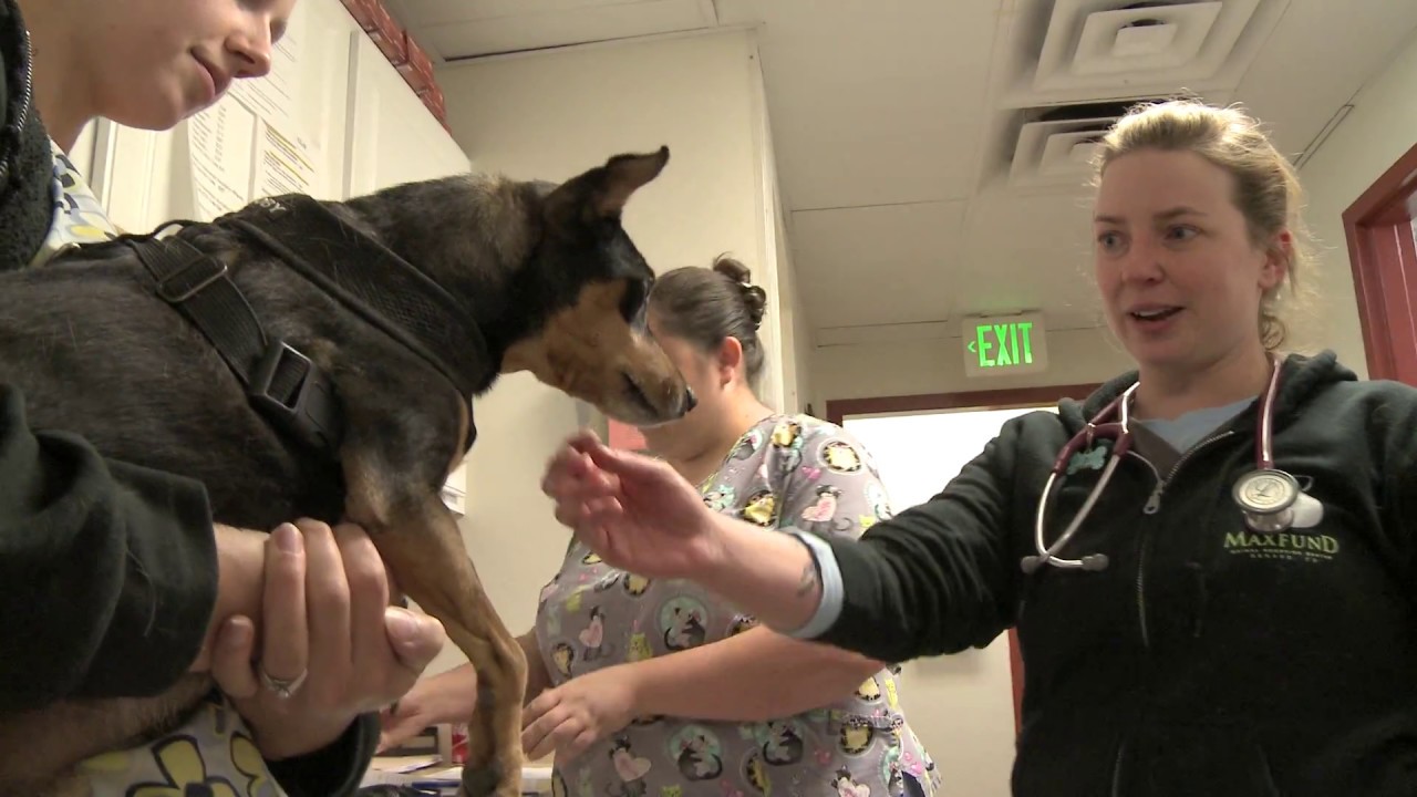 MaxFund Animal Adoption Center and Wellness Clinic (SHORT Version)