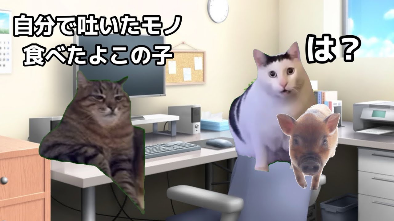 純粋ゆえの危うい生き物ブタと毎日奮闘するカップルの話 #猫ミーム