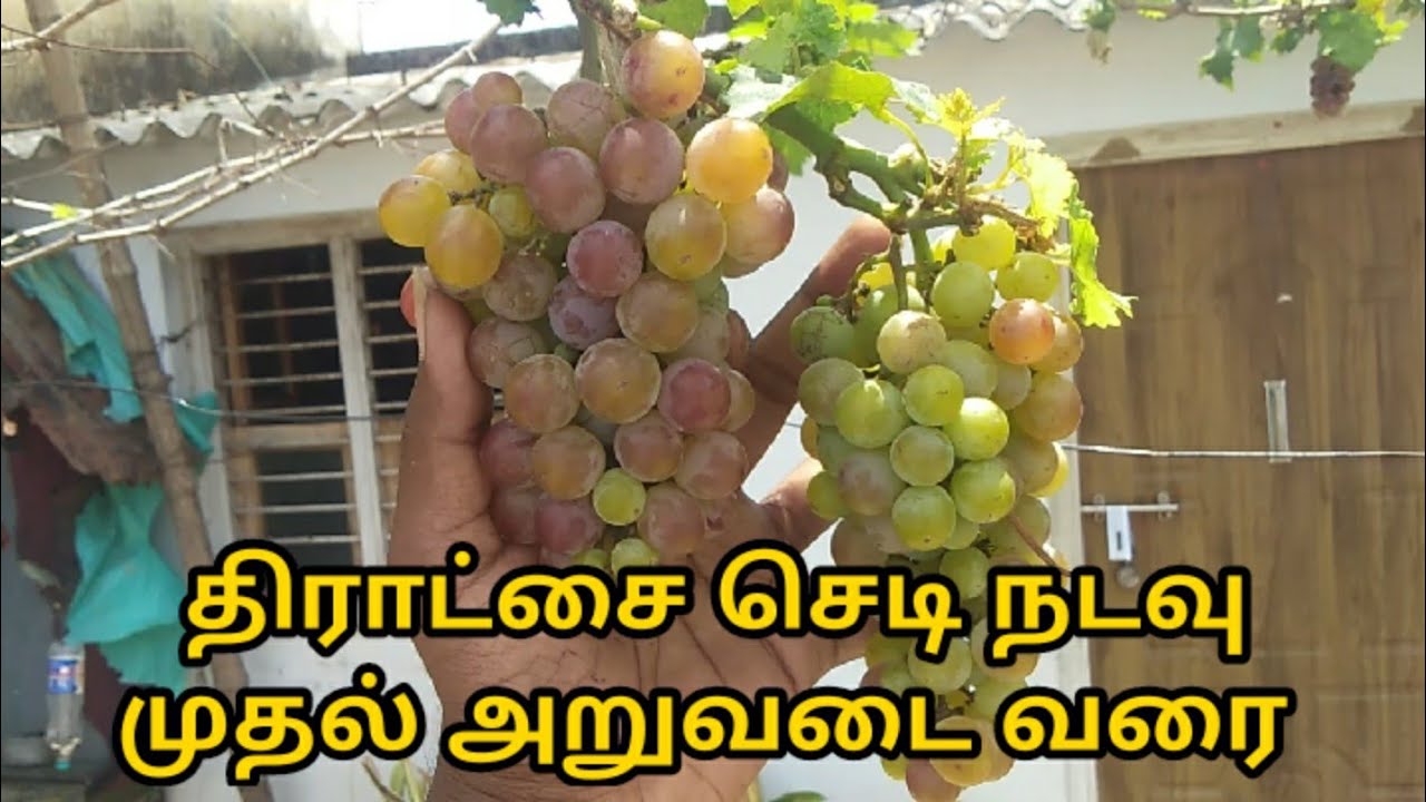How to grow grapes cuttings /திராட்சை நடவு முதல் அறுவடை வரை