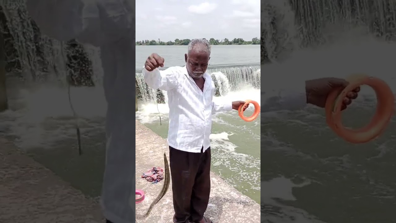 #amazing #best #bam fish catching bam fishing in Karnataka river #shorts #youtubeshorts #comedy