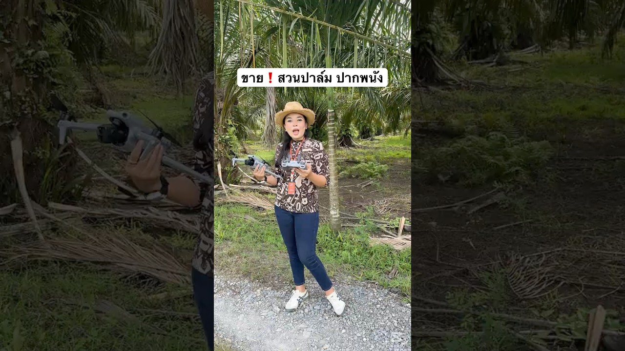 ขายสวนปาล์ม 14 ไร่ ปากพนัง