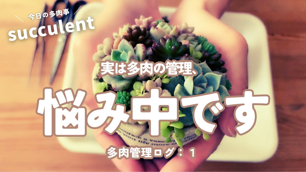 実は多肉の管理、悩み中です【多肉管理ログ：１】