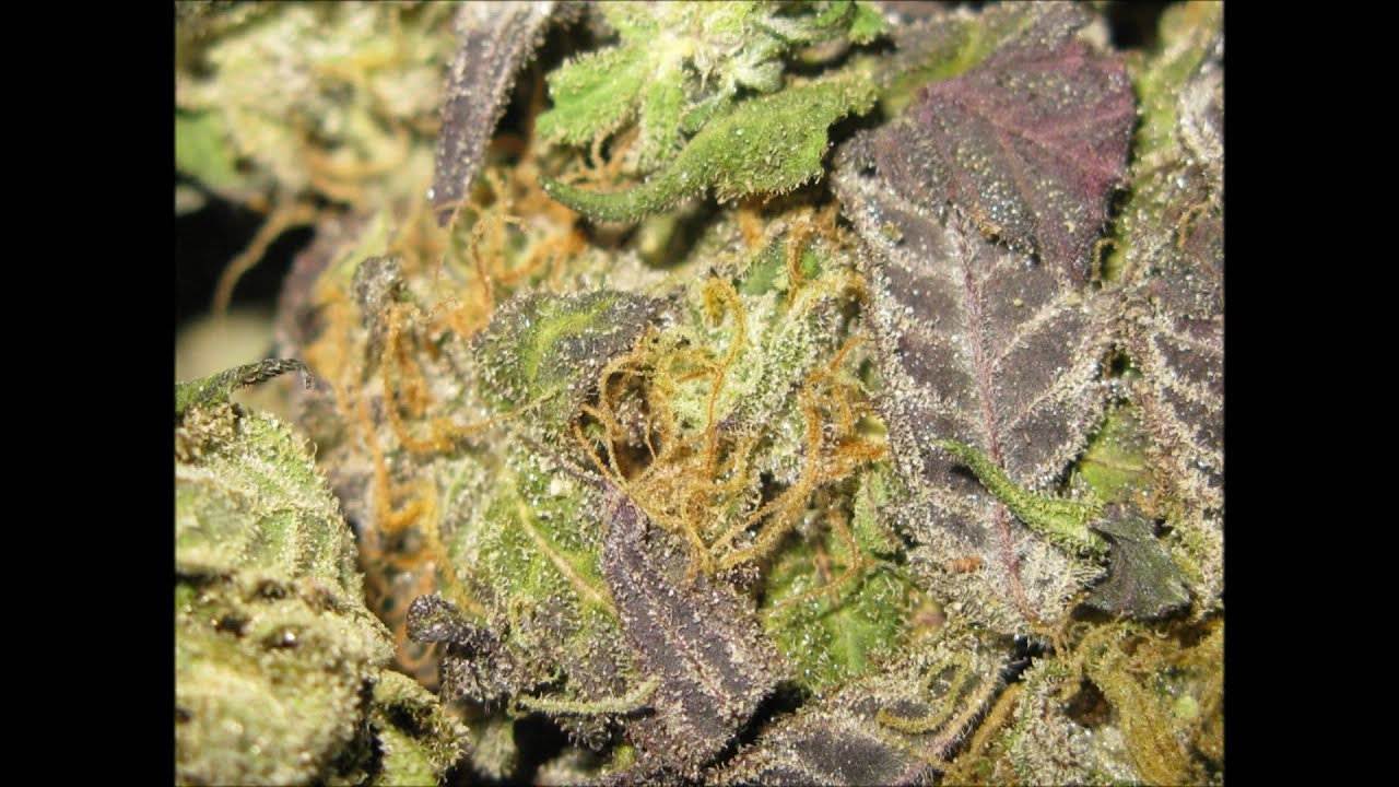 The Best Bud of 2010