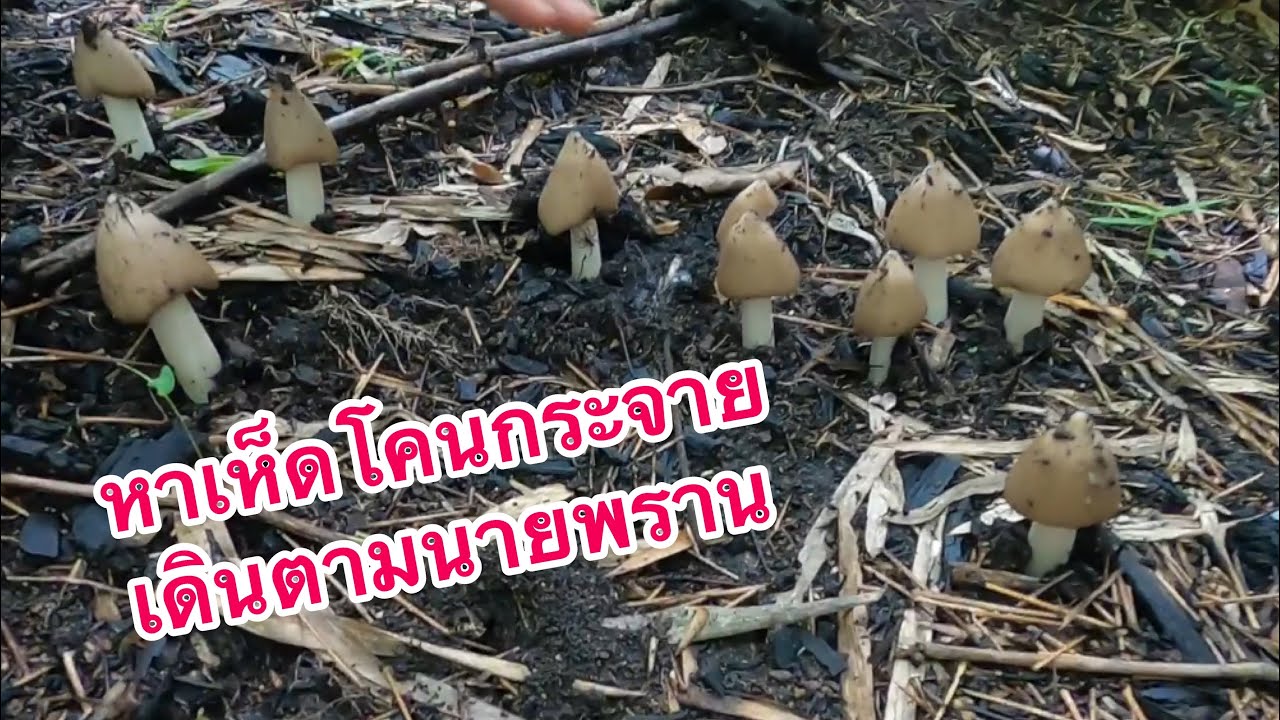 #หาเห็ดโคนกระจาย เดินตามนายพราน ได้เห็ดแน่นอน