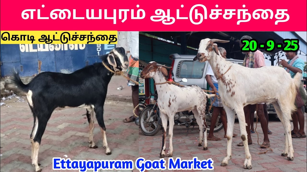 20 - 9 - 2025 | எட்டையபுரம் ஆட்டுச்சந்தை | Ettayapuram goat market | goat market