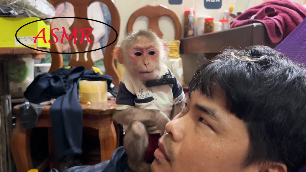 Minea Monkey ASMR / No Talking