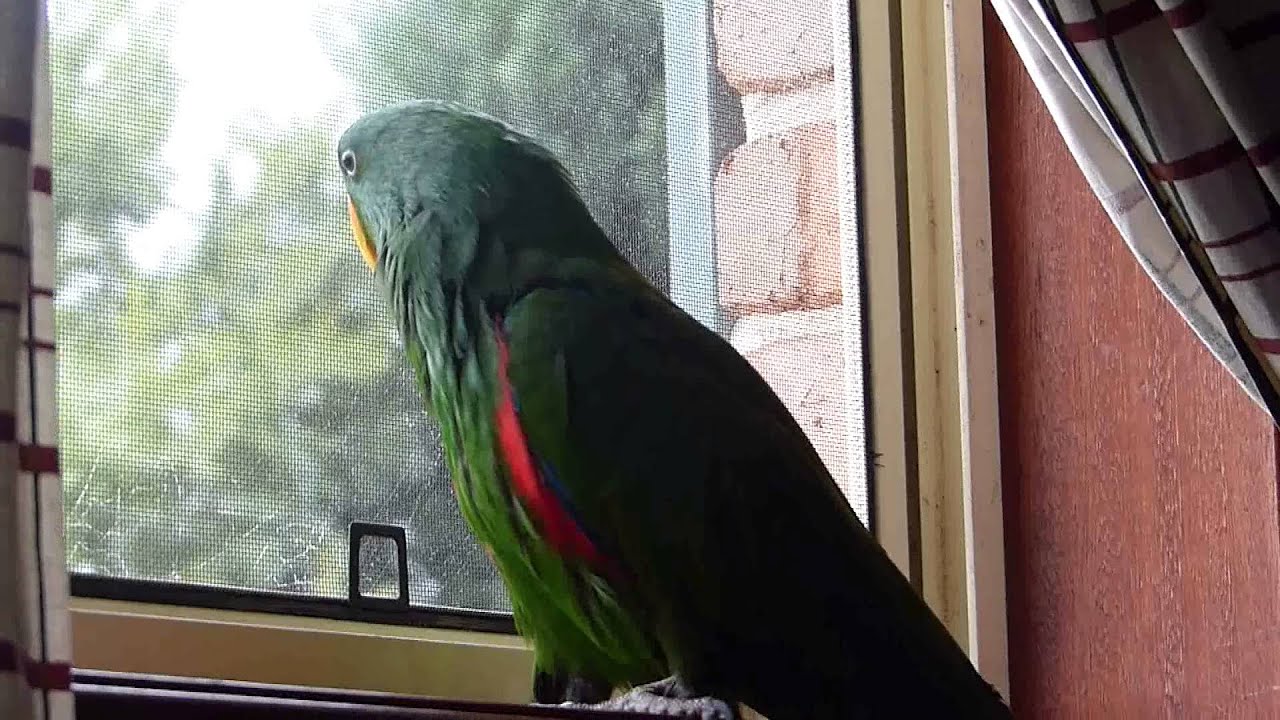 Jasper the eclectus parrot talking