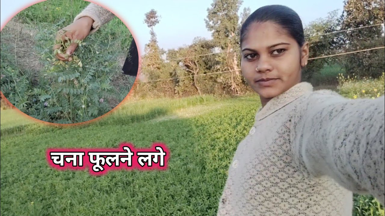 आज में आ गई खेत में और हमारे चना फूलने लगे हैं 