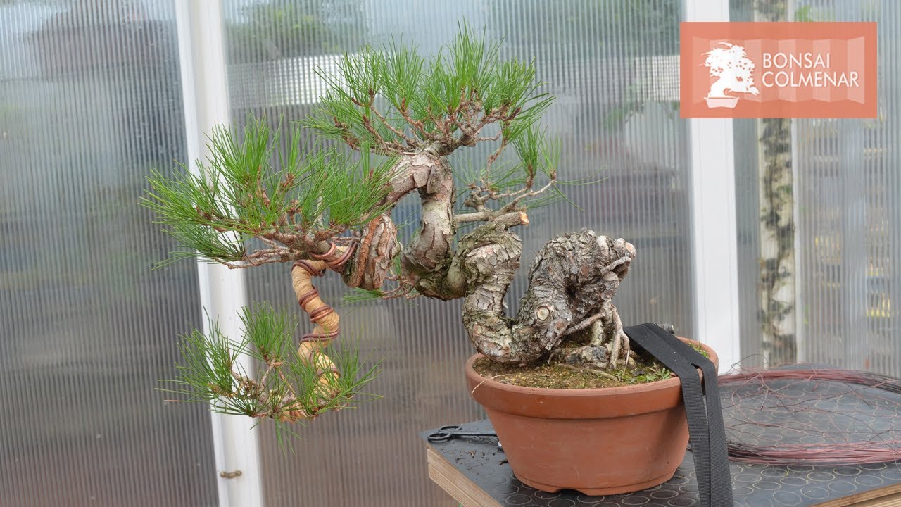 Pino Rojo en Kurama- Bonsai Colmenar