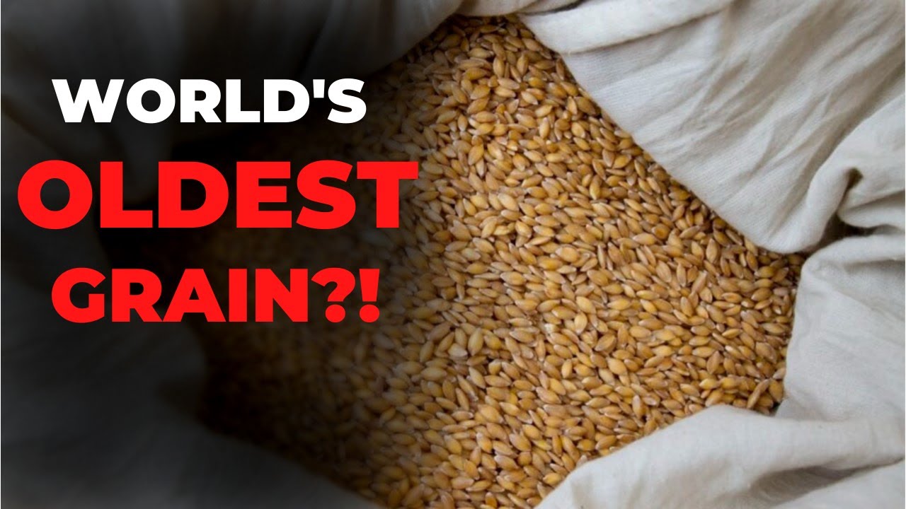 What is Einkorn Wheat - World's Oldest Grain: Interview with Sue Becker