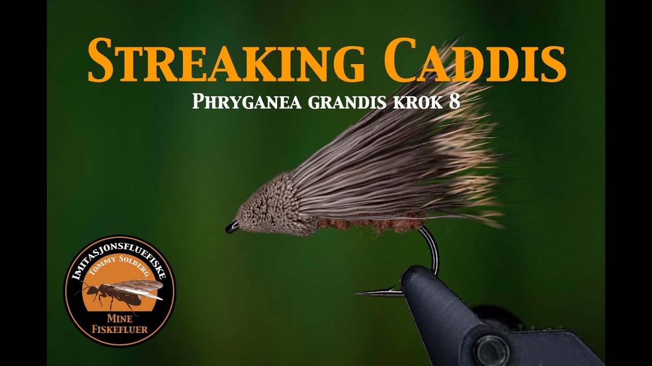 Streaking Caddis. Phryganea Grandis vårflue krok 8. Mine fiskefluer og imitasjonsfluefiske.