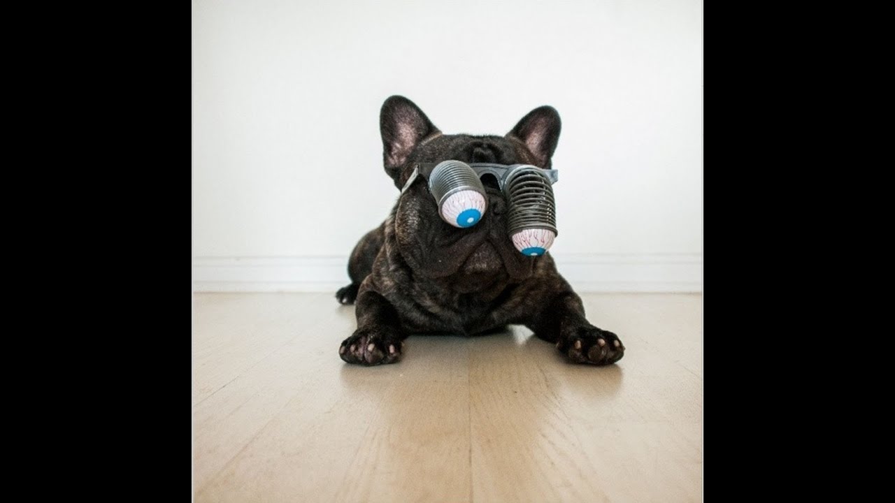 Top 10 Smart French Bulldogs