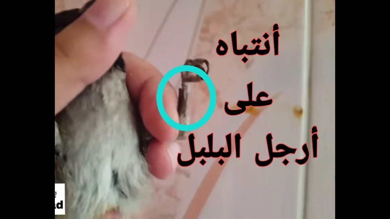 بلابل علاوي عملية خلع الصدفه عن ارجل البلابل  @ali
