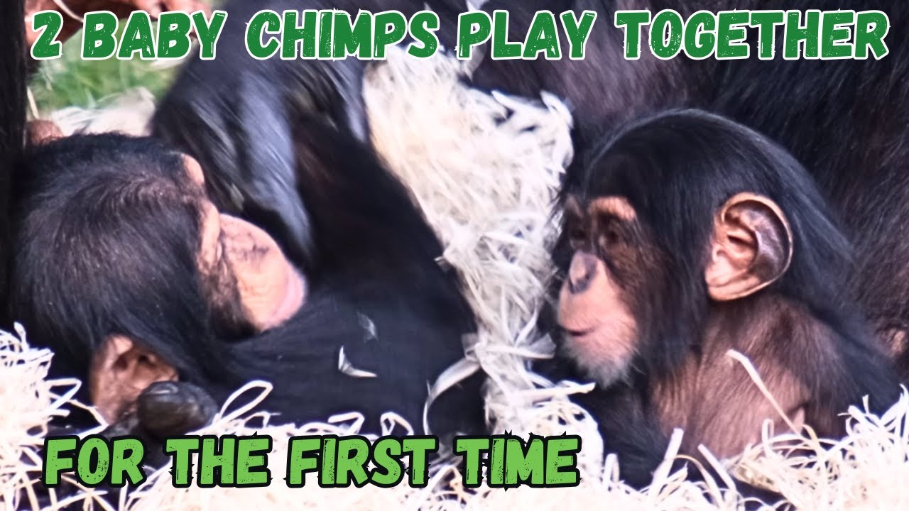Amazing! 2 Baby Chimps Play Together For The First Time