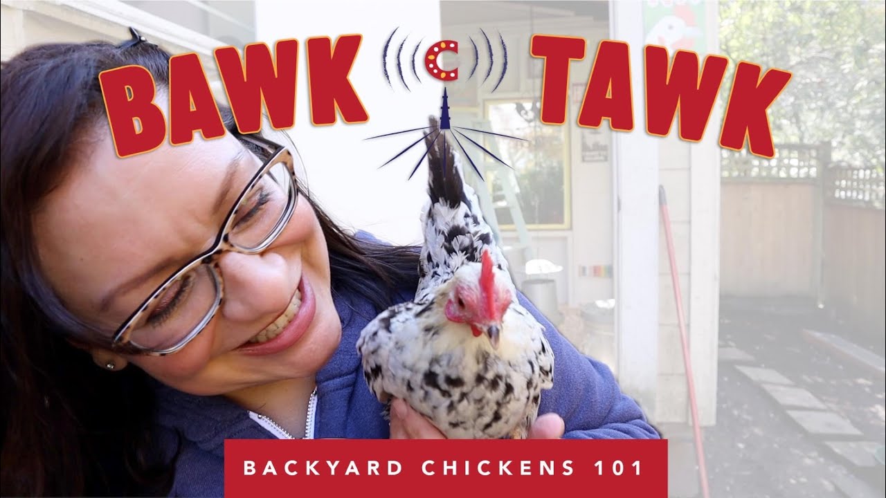 Helping a Chicken with an Impacted Crop | Bawk Tawk Podcast