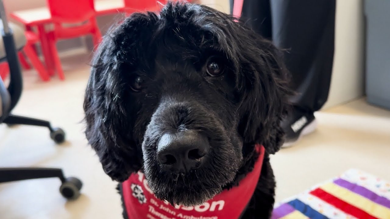 HHS therapy dog program brings smiles to Juravinski Hospital patients