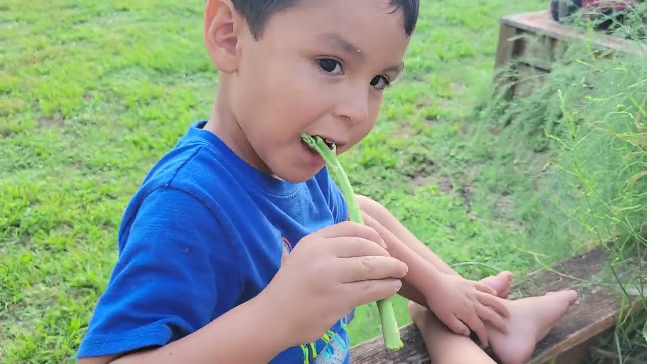 How to grow asparagus in Florida.