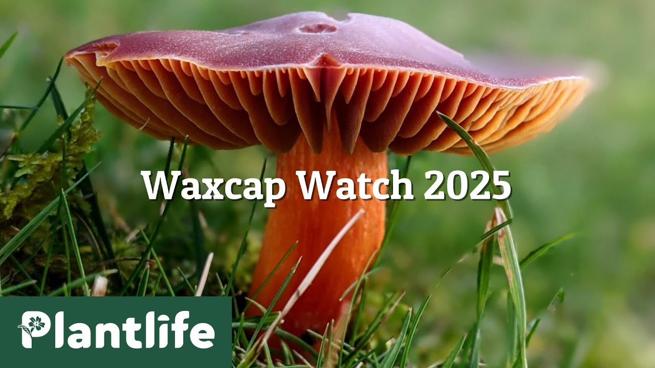 Waxcap Watch 2025 – How to Get Involved