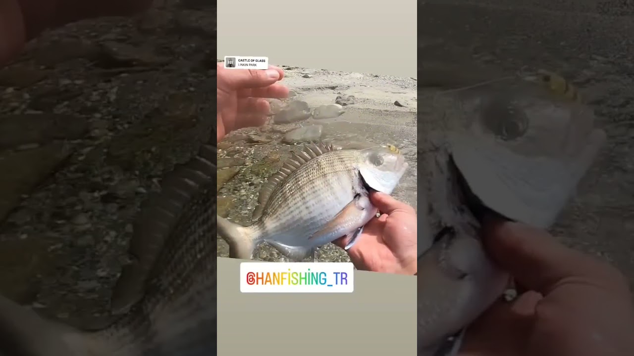 ‪@hanfishing5098‬