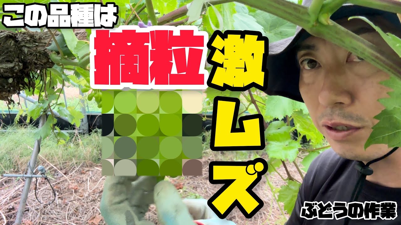 「ぶどうの作業」この品種の摘粒は難しいです。。。でも作りたい！