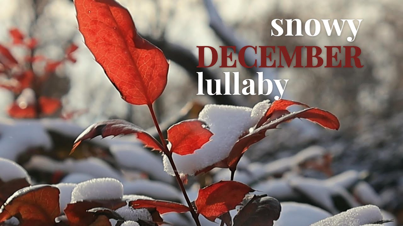 ❄️🌿 Winter Lullaby — Snow-Covered Plants & Gentle Music 🌙✨