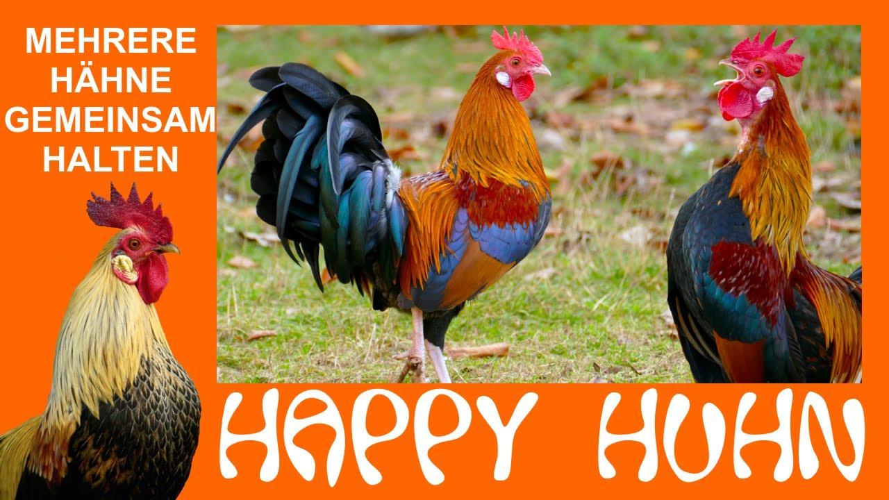 E158 Mehrere Hähne gemeinsam halten - HAPPY HUHN - Tipps für das Zusammenleben in Jungesellengruppen