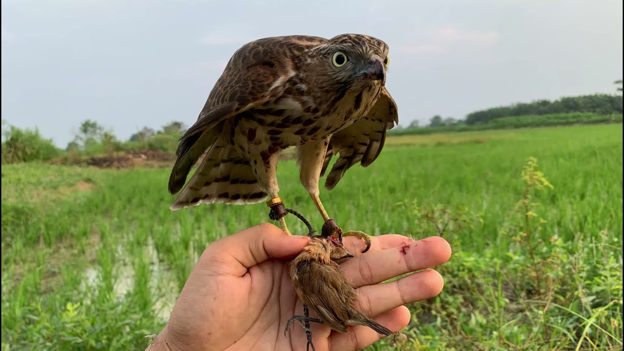 Taming and Training wild Shikra Hawk to hunt with me (Menjinakkan Shikra liar untuk berburu bersama)