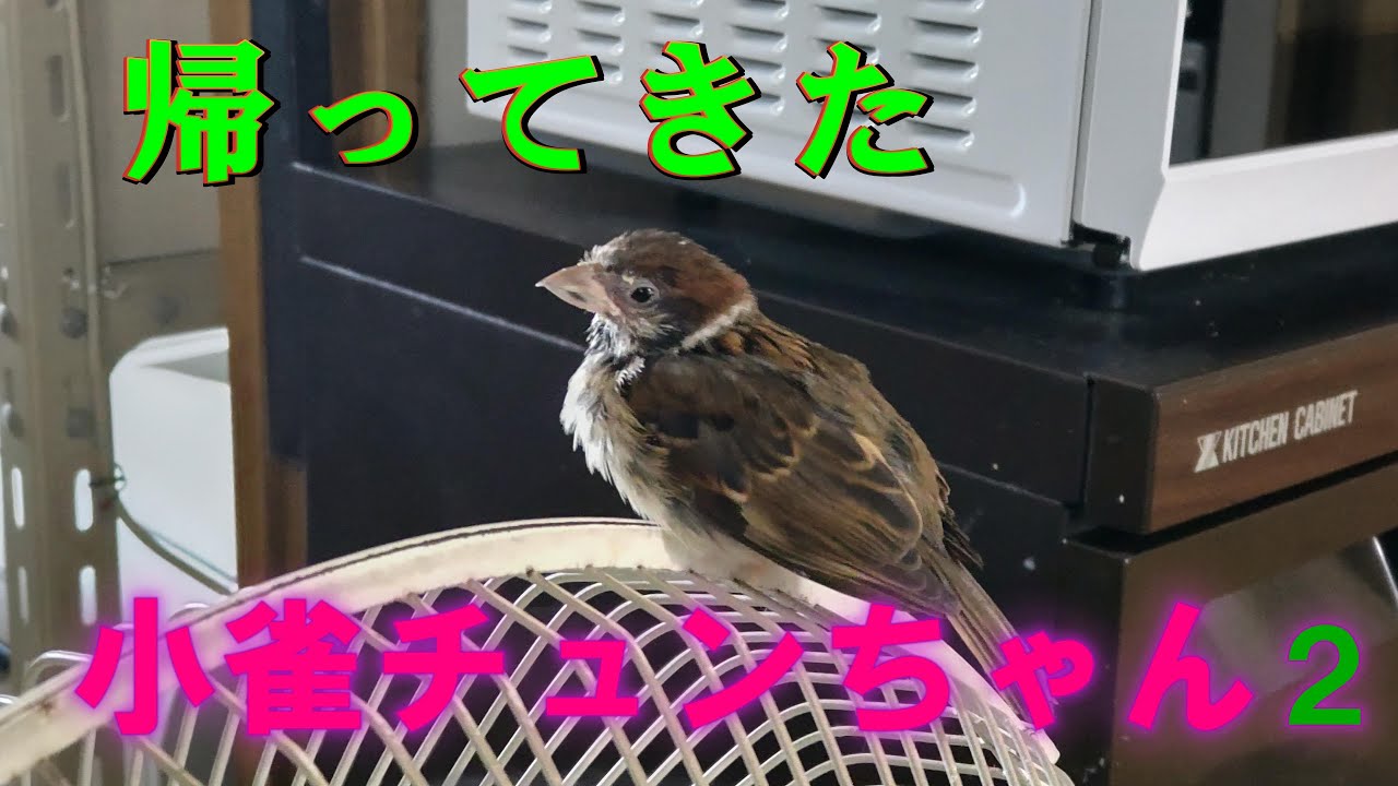 Return tiny sparrow