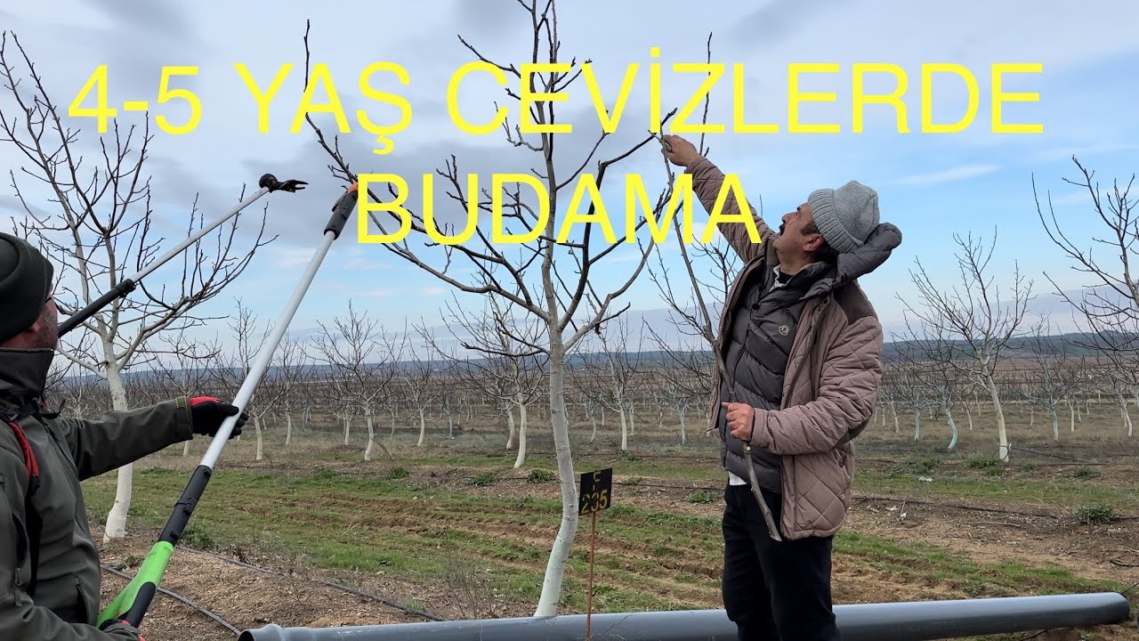 4-5 YAŞ CEVİZLERDE BUDAMA. Budamada nelere dikkat ediyoruz? Ceviz Adam Ahmet