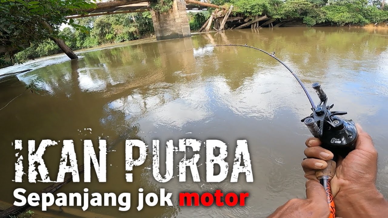 IKAN SEPANJANG JOK MOTOR SERASA NARIK TUNGGAK