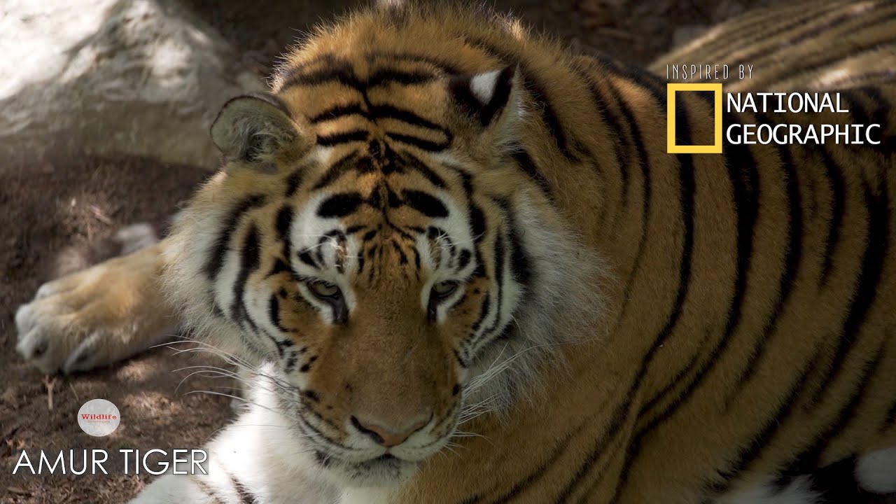 Amur Tiger Observation - A lazy Day Under the Sun