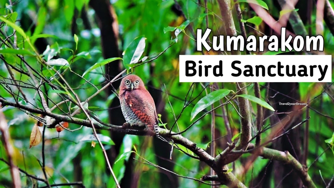 Kumarakom Bird Sanctuary |കുമരകം പക്ഷി സങ്കേതം | Kottayam| KeralaTourism |Subtitle|Travel2yourDreams