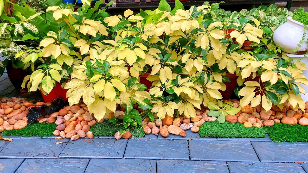 Schefflera Plant Propegation &Growing tips