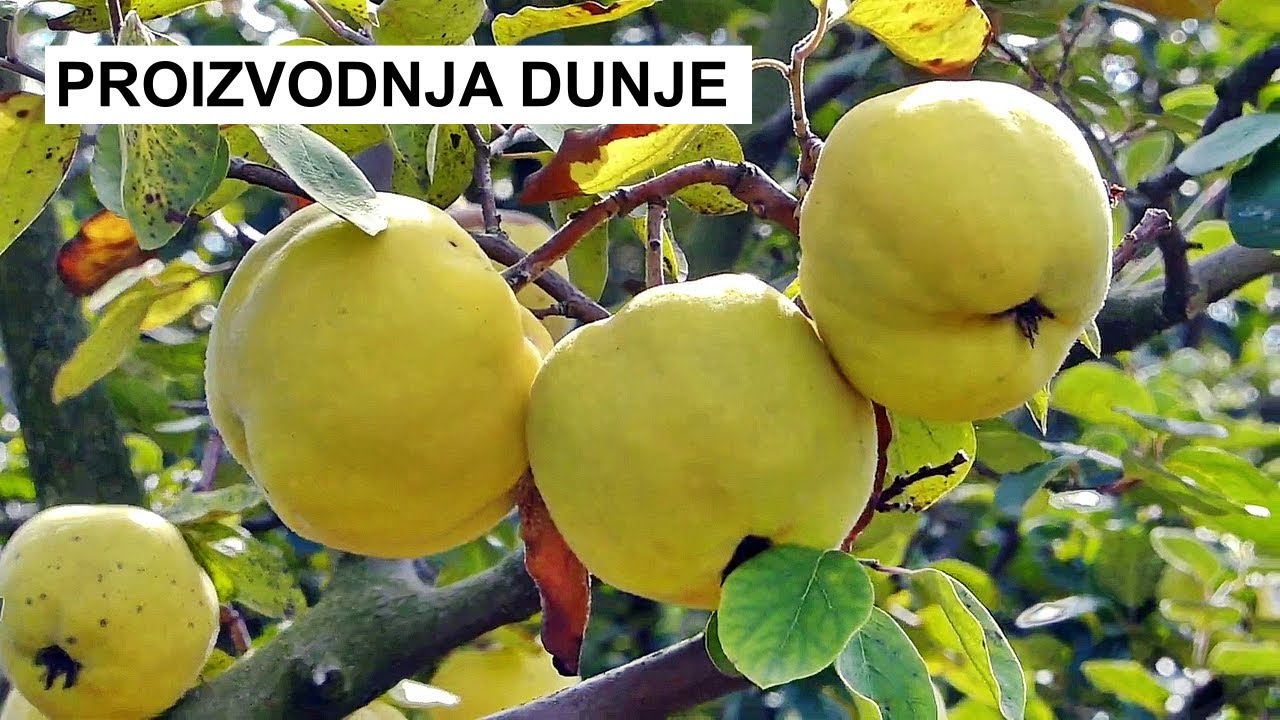 Zasad  dunje - Dunja za rakiju