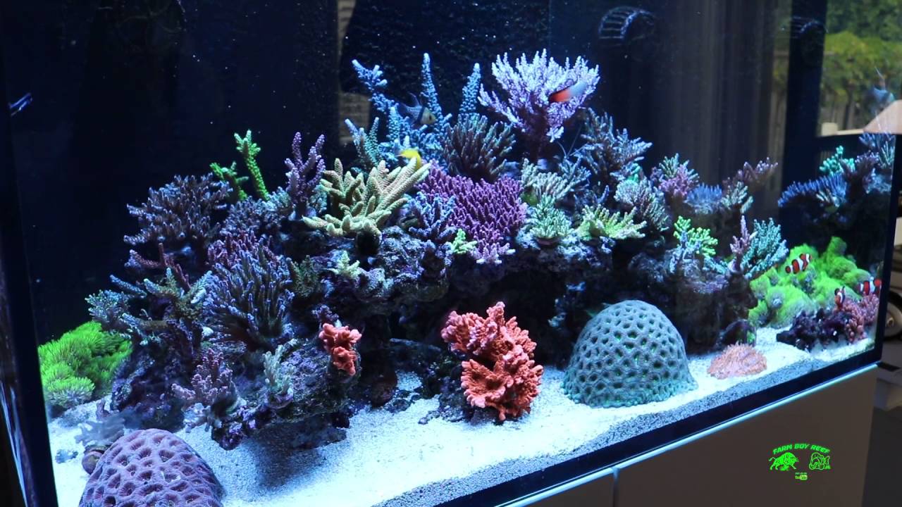 Practical Reef RedSea 250 Sps Dominated