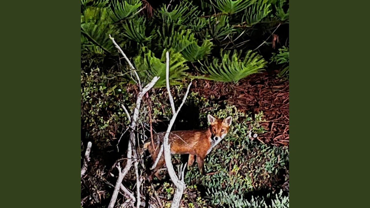 Amy and Kia and the fox