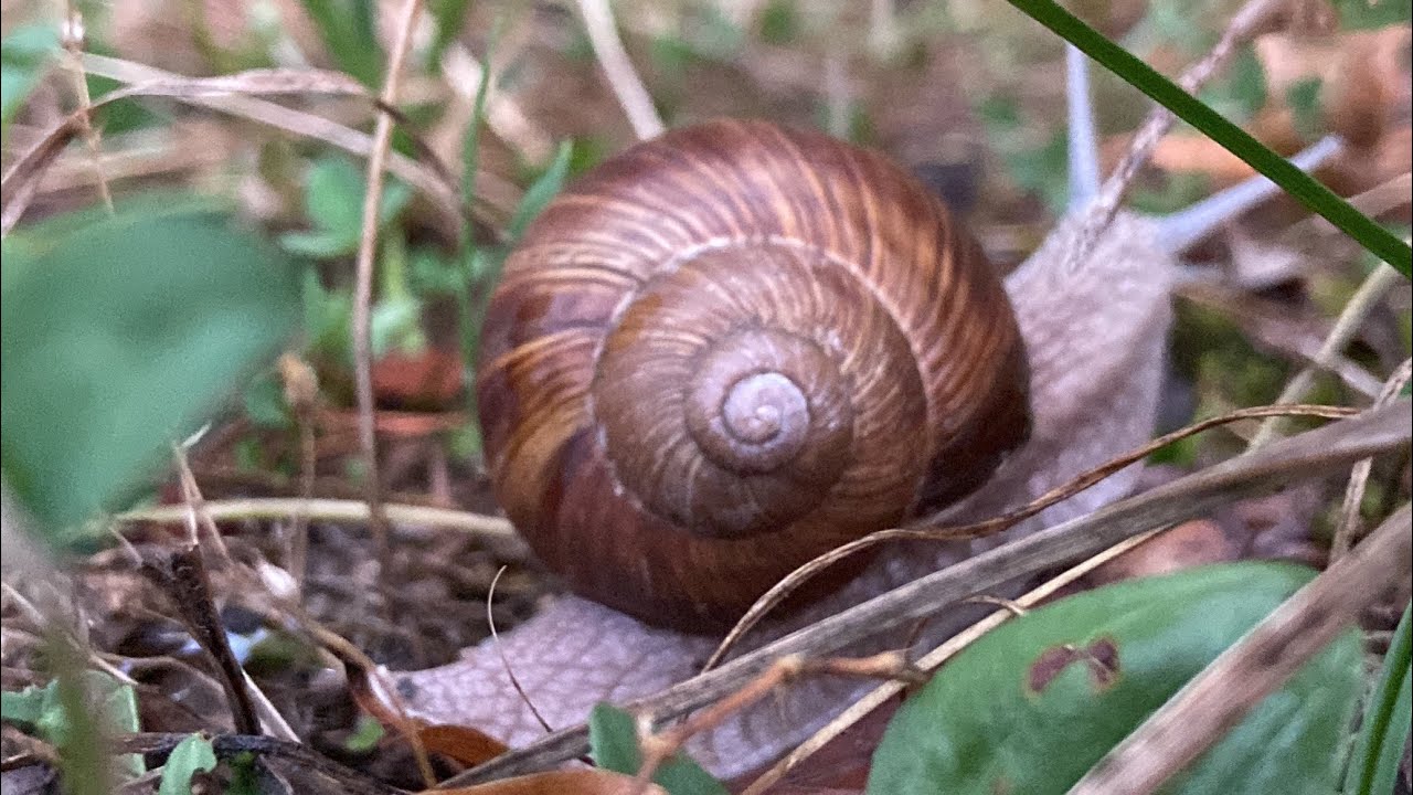 The film about snail 🐌 rainbow 🌈⛅️