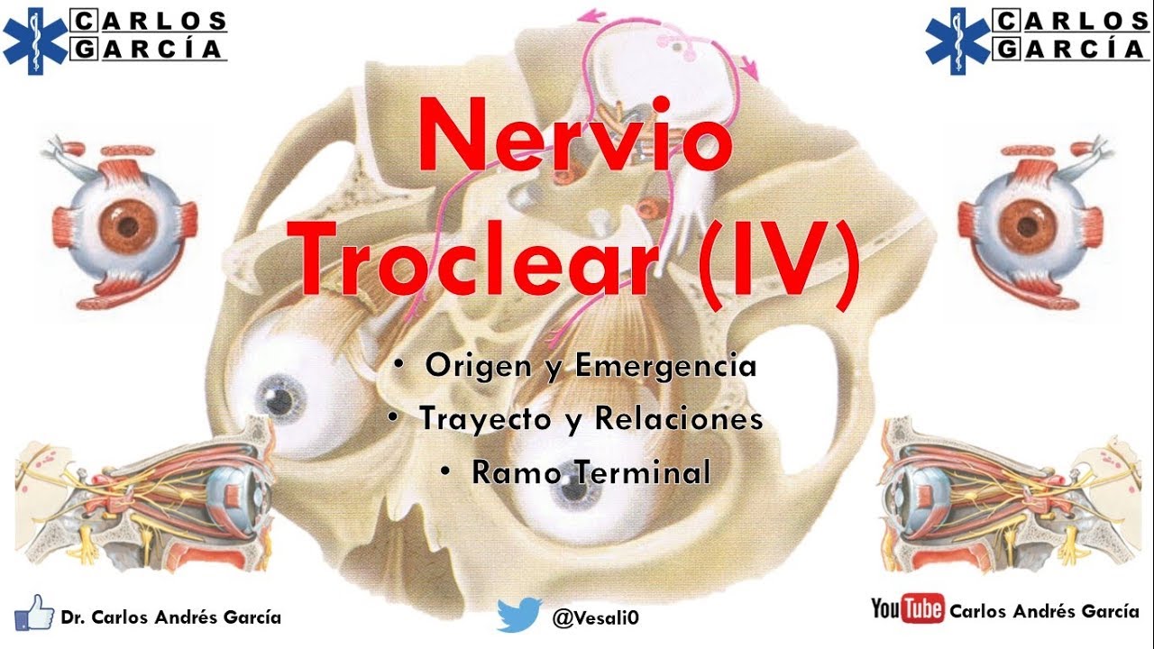 Anatom&iacute;a - Nevio Troclear (Origen, Emergencia, Trayecto y Relaciones, Ramo Terminal)